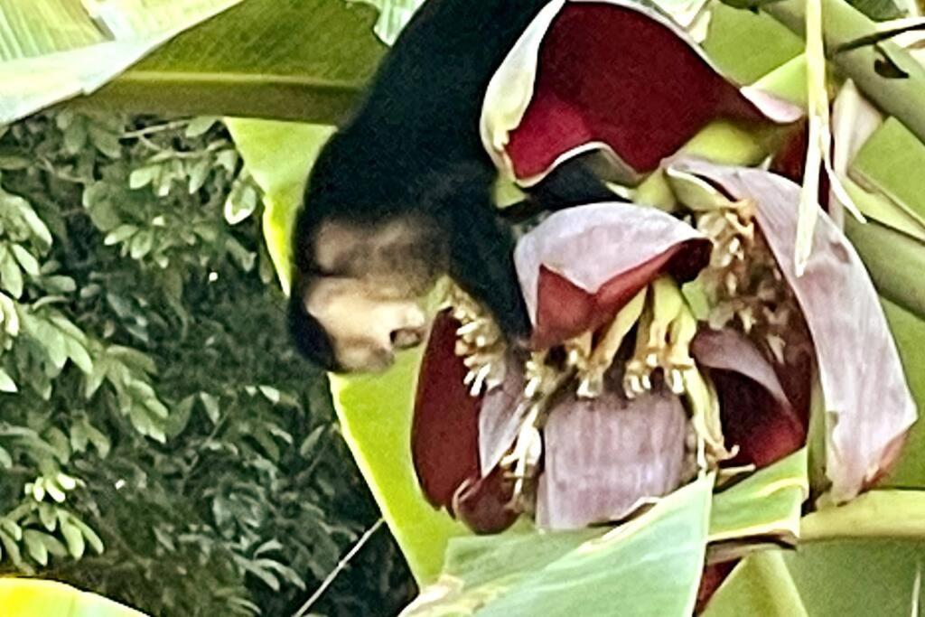 An Abundance Of Wildlife At Jungle Glory Home Abajo Manuel Antonio Exterior photo