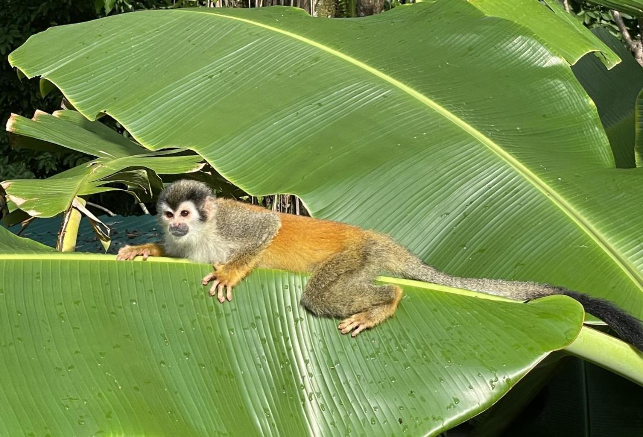 An Abundance Of Wildlife At Jungle Glory Home Abajo Manuel Antonio Exterior photo
