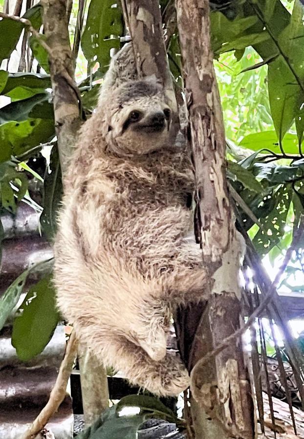 An Abundance Of Wildlife At Jungle Glory Home Abajo Manuel Antonio Exterior photo