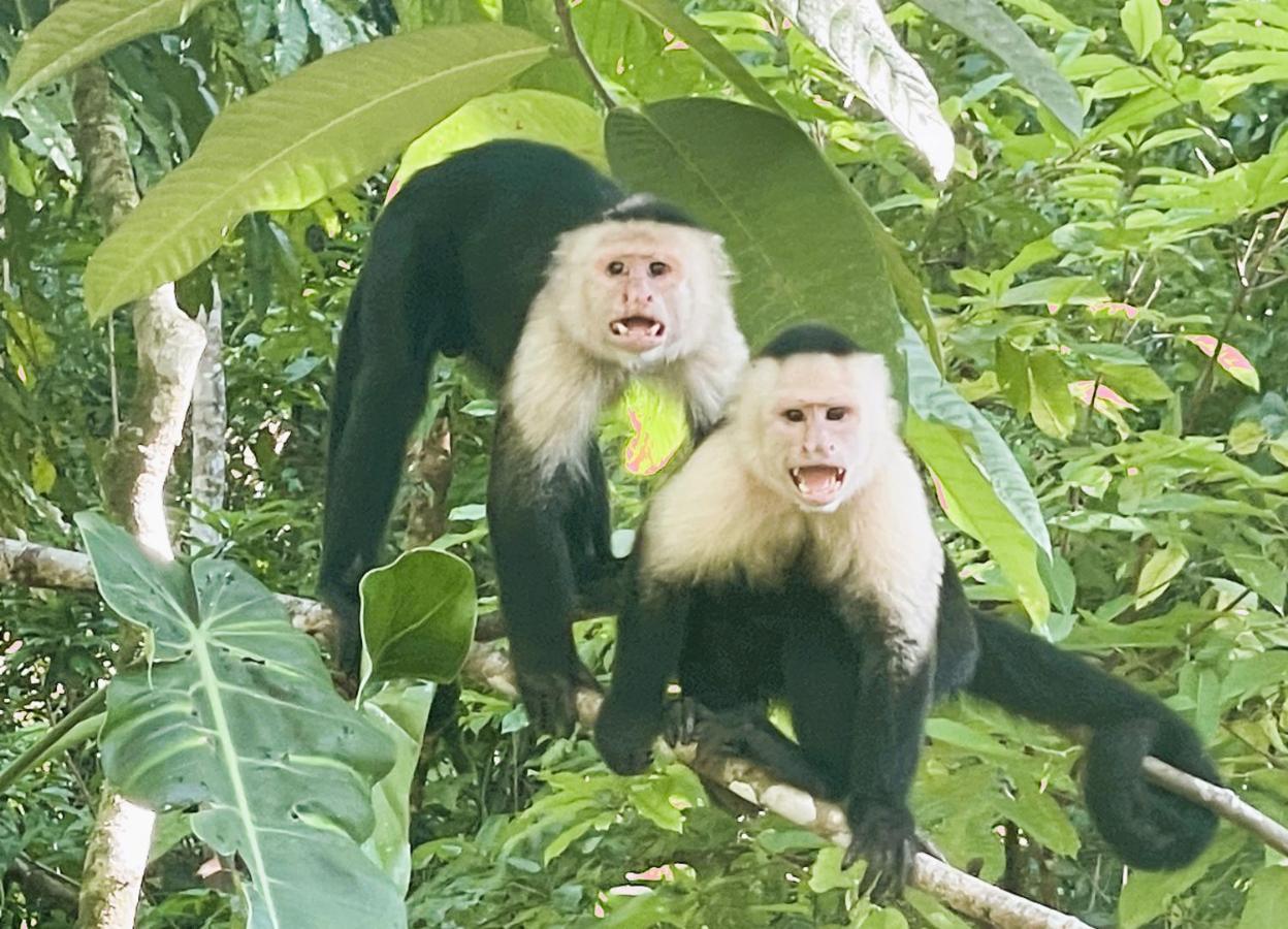 An Abundance Of Wildlife At Jungle Glory Home Abajo Manuel Antonio Exterior photo