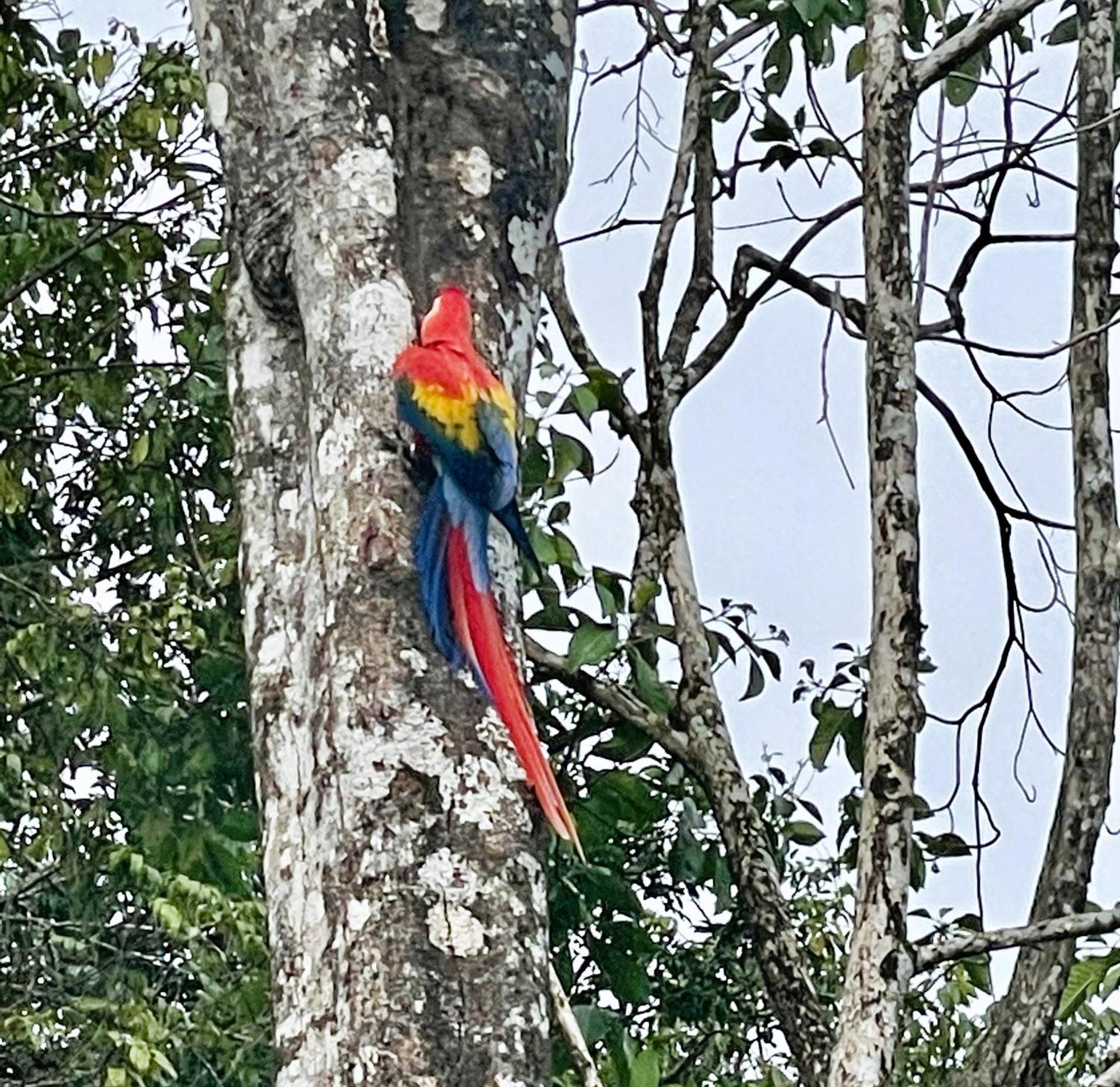 An Abundance Of Wildlife At Jungle Glory Home Abajo Manuel Antonio Exterior photo