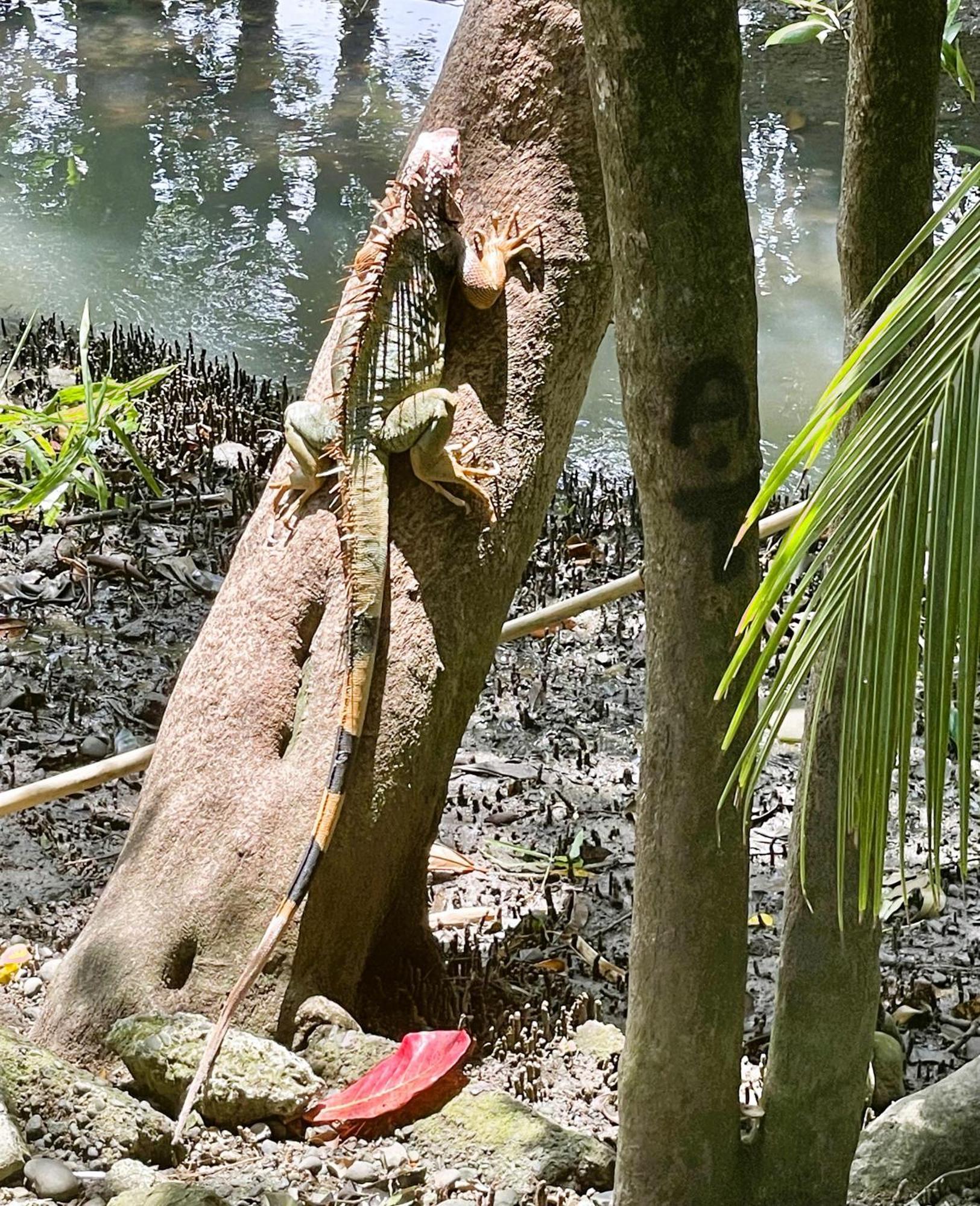 An Abundance Of Wildlife At Jungle Glory Home Abajo Manuel Antonio Exterior photo