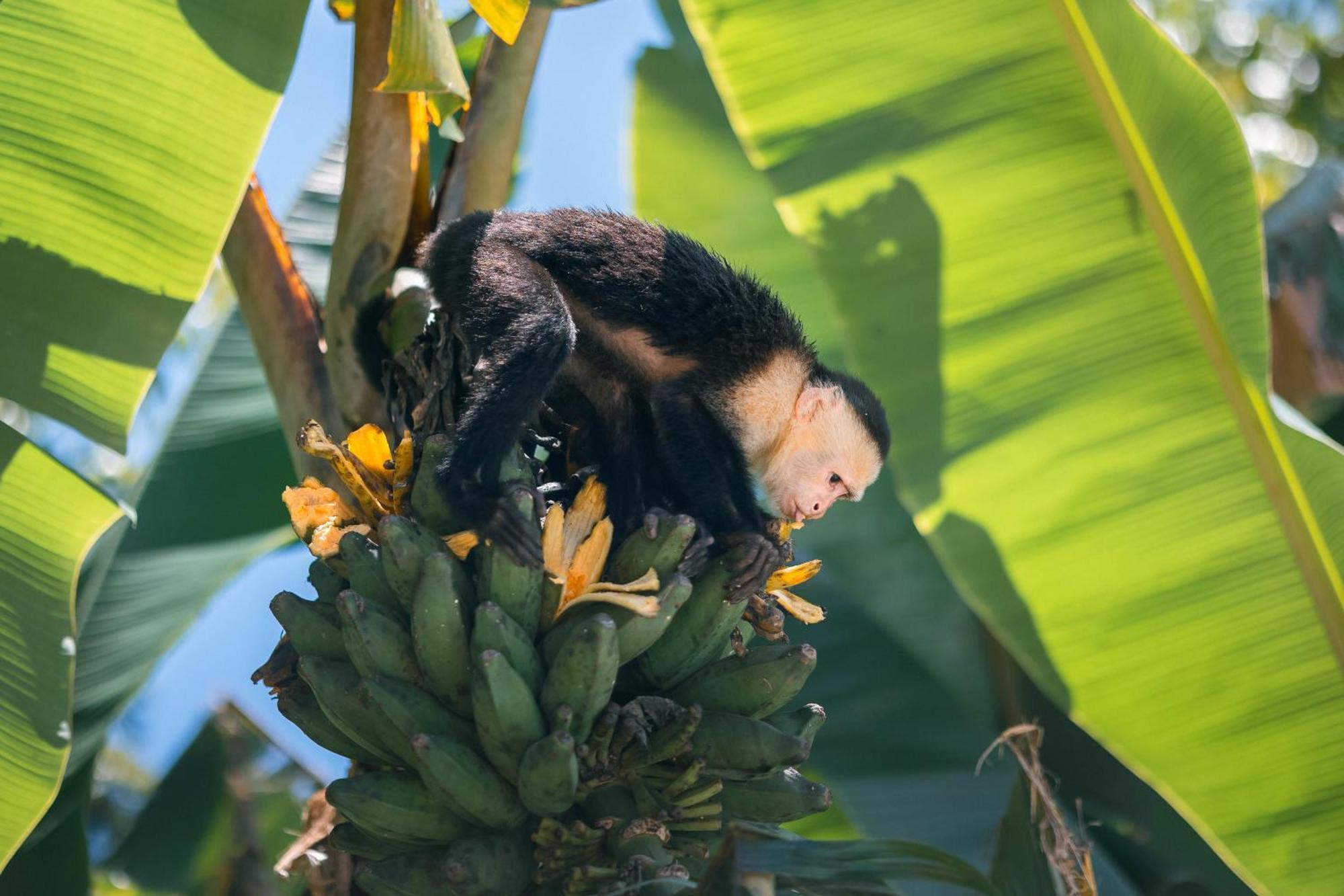 An Abundance Of Wildlife At Jungle Glory Home Abajo Manuel Antonio Exterior photo