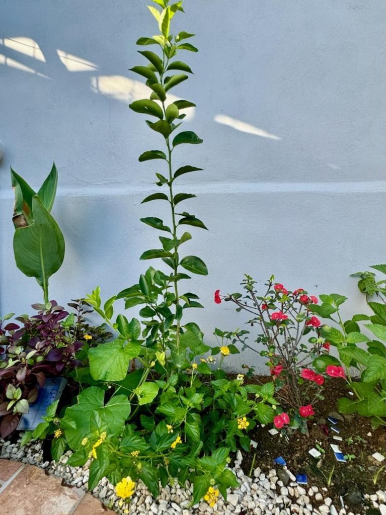 An Abundance Of Wildlife At Jungle Glory Home Abajo Manuel Antonio Exterior photo